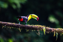 Keel-billed Toucan - Ramphastos Sulfuratus, Large Colorful Toucan From Costa Rica Forest With Very Colored Beak.