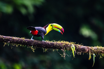 Keel-billed Toucan - Ramphastos sulfuratus, large colorful toucan from Costa Rica forest with very colored beak.