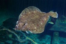 Beautiful Flounder On The Seabed.