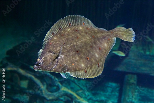 Photographie Beautiful flounder on the seabed.