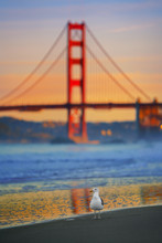 Seagull And Golden Gate Bridge