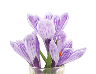 Poster - Three purple crocuses.