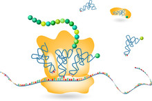  Protein Biosynthesis