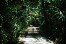 Morning View Of Dirt Road  Inside Of A Subtropical Jungle Wilderness Area In Estero Florida, Stylized And Desaturated. 