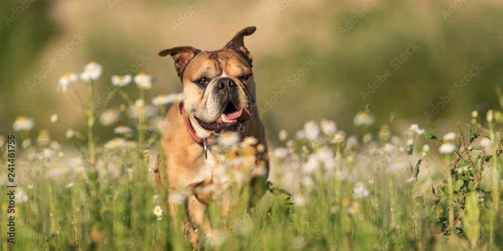 Continental Bulldog Dog Is Standing In A Blooming Beautiful Colorful Meadow Wall Mural K Thalhofer
