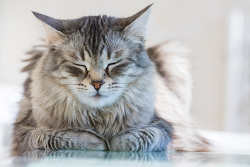 Pet of livestock, siberian purebred cat with long hair. Cute domestic kitten