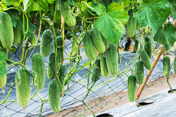 Wall Mural - Cucumber growing at farm background