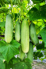 Wall Mural - Closeup cucumber growing at farm background