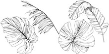 Vector Exotic Tropical Hawaiian Summer. Black And White Engraved Ink Art. Isolated Leaf Illustration Element.