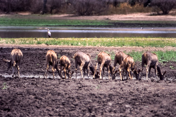 Wall Mural - Kudu (Tragelaphus strepsiceros), Selous Game Reserve, Morogoro, Tanzania, Africa