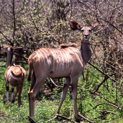 Wall Mural - Kudu (Tragelaphus strepsiceros), Selous Game Reserve, Morogoro, Tanzania, Africa