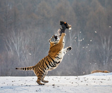 Siberian Tiger In A Jump Catches Its Prey. Very Dynamic Shot. China. Harbin. Mudanjiang Province. Hengdaohezi Park. Siberian Tiger Park. Winter. Hard Frost. (Panthera Tgris Altaica)