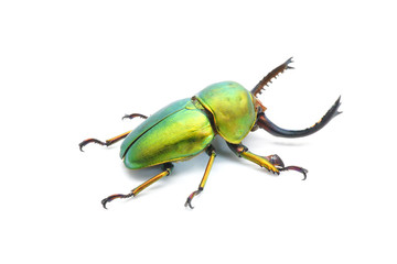 Wall Mural - Beetle : Lamprima adolphinae or Sawtooth beetle is a species of stag beetle in Lucanidae family found on New Guinea and Papua. Metallic green beetle, isolated on white background.