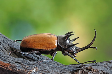 Wall Mural - The Five-horned rhinoceros beetle (Eupatorus graciliconis) also known as Hercules beetles, Unicorn or Horn beetles. One of World most famous exotic insects pets. Selective focus, blurred background