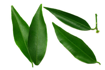 citrus leaves isolated on white background. top view. mandarin leaves. orange leaves