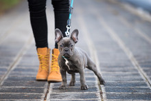 French Bulldog Puppy On A Sidewalk