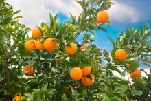 Fresh Oranges Growing On Orange Tree
