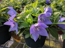 Close Up Of Purple Balloon Flowers (Platycodon Grandiflorus) In Black Pots With Natural Lighting