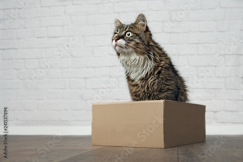Fotografie, Obraz Cute Maine Coon Cat in a cardboard box looking curioius sideways.