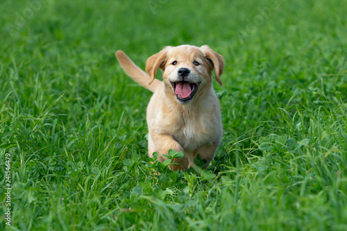 Little Golden Retriever Puppy Running Through The Green Long Grass And Having Fun Stock Photo Adobe Stock