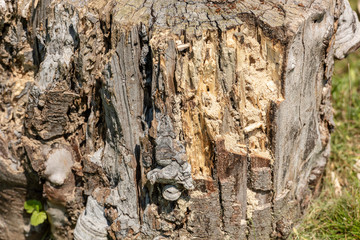 Wall Mural - Wood texture of rotten tree trunk, close-up, texture, background