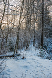 Fototapeta Na ścianę - sunny winter day in snowy forest