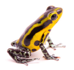 Wall Mural - Poison dart frog, an amphibain with vibrant yelllow. Tropical poisonous rain forest animal, Oophaga pumilio isolated on a white background.