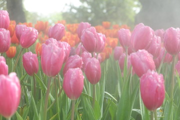 Sticker - beautiful tulips wallpapers