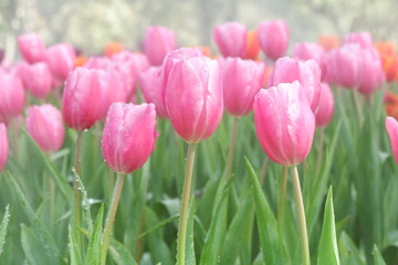 Poster - beautiful tulips wallpapers