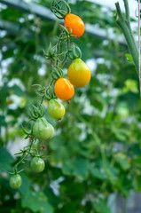 Wall Mural - Ripe yellow tomatoes on a branch in a greenhouse. Growing organic vegetables in the city garden