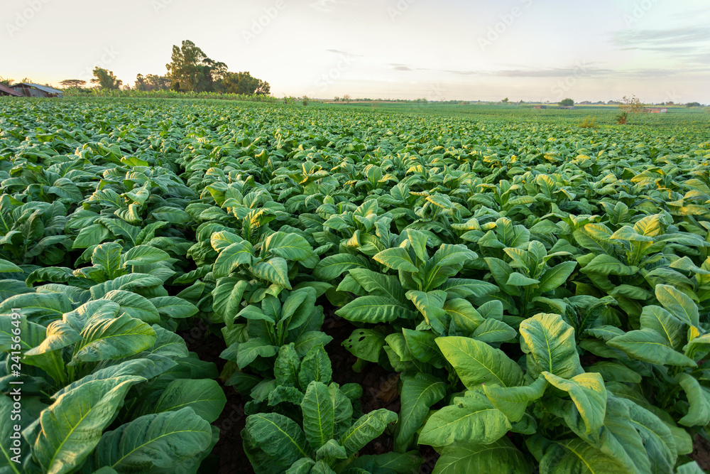 Tobacco field, Tobacco big leaf crops growing in tobacco plantation field.  Stock Photo