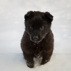 Cute lonely black colour puppy is standing in the snow and looking plaintively