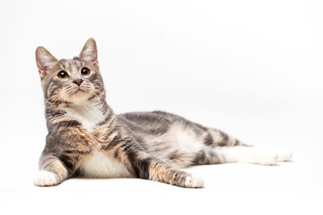 Adorable bobtail cat isolated on white background