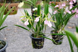 Fototapeta Tulipany - orchid