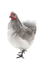 Gray Chicken Isolated