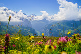 Fototapeta Krajobraz - Alpine peaks landskape background. Jungfrau, Bernese highland. Alps, tourism, journey, hiking concept.