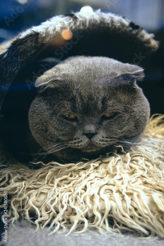 The Cat Is Cute Sleeping In A Small House For Animals British