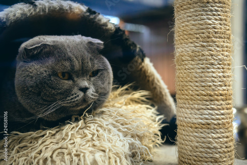 The Cat Looks With Interest Cute Sleeping In A Small House For