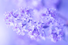 Lilac, Soft Selective Focus. Beautiful Tender Spring Flowers.