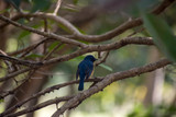 Fototapeta Tęcza - bird, animal, blue, wildlife, nature, parrot, branch, colorful, beak, wild, green, red, tree, birds, kingfisher, feather, starling, feathers, avian, yellow, beautiful, tropical, color, outdoor, animal
