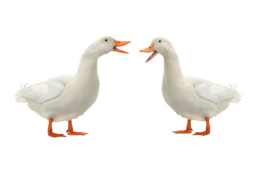  two duck isolated