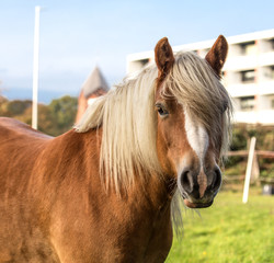 Wall Mural - Norwegian Fjord Horse