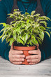 © fusssergei - Ficus in a pot, in the hands of a woman