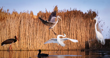 Grey Heron And White Egret Fighting In Pusztaszer National Park, Hungary