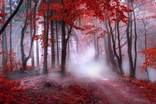 Mystical Red Forest