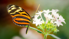 Gossamer Winged Butterfly On A Flower