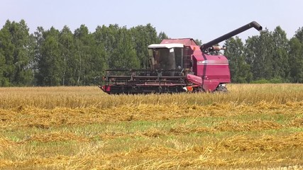 Wall Mural - Grain harvesting combine. A farmer in a red combine harvests grain from the field. Combine removes oats on the field. 