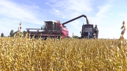 Wall Mural - Modern combine harvester unloading grain into the trucks trailer on sunny summer day. Harvest machine loading seeds in trailer. The harvester works near the village.