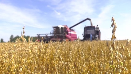 Wall Mural - Modern tractor with a tank for transportation of grain near the combines harvesting.Harvesting grain crops, focus on oats ears. A farmer in a red combine harvests grain from the field. 