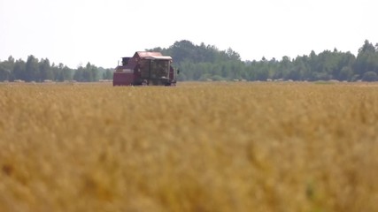 Wall Mural - Working Harvesting Combine in the Field of Wheat. Grain harvesting combine. A farmer in a red combine harvests grain from the field. Harvester harvesting barley on the field.